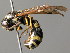  (Symmorphus - BC ZSM HYM 04959)  @15 [ ] CreativeCommons - Attribution Non-Commercial Share-Alike (2014) Stefan Schmidt SNSB, Zoologische Staatssammlung Muenchen