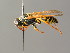  (Polistes albellus - BC ZSM HYM 05012)  @14 [ ] CreativeCommons - Attribution Non-Commercial Share-Alike (2014) Stefan Schmidt SNSB, Zoologische Staatssammlung Muenchen