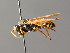  (Polistes atrimandibularis - BC ZSM HYM 05020)  @14 [ ] CreativeCommons - Attribution Non-Commercial Share-Alike (2014) Stefan Schmidt SNSB, Zoologische Staatssammlung Muenchen