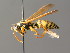  ( - BC ZSM HYM 05022)  @13 [ ] CreativeCommons - Attribution Non-Commercial Share-Alike (2014) Stefan Schmidt SNSB, Zoologische Staatssammlung Muenchen