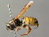  ( - BC ZSM HYM 05027)  @13 [ ] CreativeCommons - Attribution Non-Commercial Share-Alike (2014) Stefan Schmidt SNSB, Zoologische Staatssammlung Muenchen