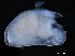  ( - CHARS00296-G03)  @11 [ ] CreativeCommons - Attribution (2019) CBG Photography Group Centre for Biodiversity Genomics