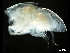  ( - CHARS00299-A12)  @11 [ ] CreativeCommons - Attribution (2020) CBG Photography Group Centre for Biodiversity Genomics
