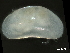  ( - CHARS00336-B08)  @11 [ ] CreativeCommons - Attribution (2020) CBG Photography Group Centre for Biodiversity Genomics