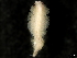  ( - CHARS00336-H05)  @11 [ ] CreativeCommons - Attribution (2020) CBG Photography Group Centre for Biodiversity Genomics