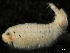  ( - CHARS00336-H06)  @11 [ ] CreativeCommons - Attribution (2020) CBG Photography Group Centre for Biodiversity Genomics