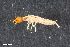  ( - ZFMK-TIS-2568223)  @12 [ ] CreativeCommons  Attribution Share-Alike (by-sa) 4.0 (2017) Unspecified Zoologisches Forschungsmuseum Alexander Koenig