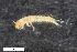  ( - ZFMK-TIS-2568233)  @12 [ ] CreativeCommons  Attribution Share-Alike (by-sa) 4.0 (2017) Unspecified Zoologisches Forschungsmuseum Alexander Koenig