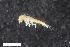  ( - ZFMK-TIS-2568258)  @12 [ ] CreativeCommons  Attribution Share-Alike (by-sa) 4.0 (2017) Unspecified Zoologisches Forschungsmuseum Alexander Koenig