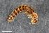  ( - ZFMK-TIS-2568332)  @12 [ ] CreativeCommons  Attribution Share-Alike (by-sa) 4.0 (2017) Unspecified Zoologisches Forschungsmuseum Alexander Koenig