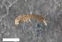  ( - ZFMK-TIS-2569367)  @12 [ ] CreativeCommons  Attribution Share-Alike (by-sa) 4.0 (2017) Unspecified Zoologisches Forschungsmuseum Alexander Koenig