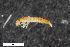  ( - ZFMK-TIS-2573960)  @12 [ ] CreativeCommons  Attribution Share-Alike (by-sa) 4.0 (2016) Unspecified Zoologisches Forschungsmuseum Alexander Koenig