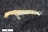  ( - ZFMK-TIS-2574103)  @12 [ ] CreativeCommons  Attribution Share-Alike (by-sa) 4.0 (2016) Unspecified Zoologisches Forschungsmuseum Alexander Koenig