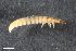  ( - ZFMK-TIS-2580014)  @12 [ ] CreativeCommons  Attribution Share-Alike (by-sa) 4.0 (2016) Unspecified Zoologisches Forschungsmuseum Alexander Koenig