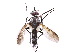  (Sumpigaster - gvcT07786)  @12 [ ] CreativeCommons - Attribution Non-Commercial (2016) Graeme V. Cocks Unspecified