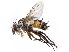  (Ceromya norma - gvcT08324)  @11 [ ] CreativeCommons - Attribution Non-Commercial (2016) Graeme V. Cocks Unspecified