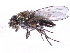  (Orasiopa - gvcT08775)  @11 [ ] CreativeCommons - Attribution Non-Commercial (2017) Graeme V. Cocks Unspecified