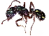  (Rhytidoponera metallica - gvcT09798)  @14 [ ] CreativeCommons - Attribution Non-Commercial (2017) Graeme V. Cocks Unspecified
