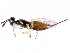 (Eupelmus australiensis - gvcT09907)  @14 [ ] CreativeCommons - Attribution Non-Commercial (2017) Graeme V. Cocks Unspecified
