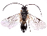  (Microplitis abrs - gvcT10181)  @14 [ ] CreativeCommons - Attribution Non-Commercial (2017) Graeme V. Cocks Unspecified