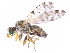  (Campiglossa sororcula - gvcT10533)  @15 [ ] CreativeCommons - Attribution Non-Commercial (2017) Graeme V. Cocks Unspecified