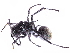 (Polyrhachis lata - gvcT10556)  @11 [ ] CreativeCommons - Attribution Non-Commercial (2017) Graeme V. Cocks Unspecified