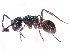  (Polyrhachis hookeri - gvcT10560)  @13 [ ] CreativeCommons - Attribution Non-Commercial (2017) Graeme V. Cocks Unspecified