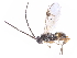  (Dolichogenidea lobesiae - gvcT10637)  @13 [ ] CreativeCommons - Attribution Non-Commercial (2016) Graeme V. Cocks Unspecified