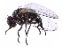  ( - gvcT11038)  @11 [ ] CreativeCommons - Attribution Non-Commercial (2017) Graeme V. Cocks Unspecified