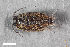  ( - ZFMK-TIS-19929)  @11 [ ] CreativeCommons  Attribution Share-Alike (by-sa) 4.0 (2014) Unspecified Zoologisches Forschungsmuseum Alexander Koenig