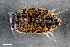  ( - ZFMK-TIS-2501488)  @11 [ ] CreativeCommons  Attribution Share-Alike (by-sa) 4.0 (2014) Unspecified Zoologisches Forschungsmuseum Alexander Koenig