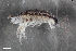  ( - ZFMK-TIS-2518701)  @11 [ ] CreativeCommons  Attribution Share-Alike (by-sa) 4.0 (2017) Unspecified Zoologisches Forschungsmuseum Alexander Koenig