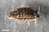  ( - ZFMK-TIS-2518709)  @11 [ ] CreativeCommons  Attribution Share-Alike (by-sa) 4.0 (2017) Unspecified Zoologisches Forschungsmuseum Alexander Koenig