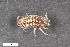  ( - ZFMK-TIS-2520808)  @11 [ ] CreativeCommons  Attribution Share-Alike (by-sa) 4.0 (2016) Unspecified Zoologisches Forschungsmuseum Alexander Koenig
