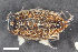  ( - ZFMK-TIS-2520825)  @11 [ ] CreativeCommons  Attribution Share-Alike (by-sa) 4.0 (2016) Unspecified Zoologisches Forschungsmuseum Alexander Koenig