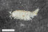  ( - ZFMK-TIS-2520874)  @11 [ ] CreativeCommons  Attribution Share-Alike (by-sa) 4.0 (2016) Unspecified Zoologisches Forschungsmuseum Alexander Koenig