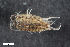  ( - ZFMK-TIS-2520889)  @11 [ ] CreativeCommons  Attribution Share-Alike (by-sa) 4.0 (2016) Unspecified Zoologisches Forschungsmuseum Alexander Koenig