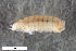  ( - ZFMK-TIS-2534950)  @11 [ ] CreativeCommons  Attribution Share-Alike (by-sa) 4.0 (2017) Unspecified Zoologisches Forschungsmuseum Alexander Koenig