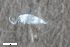  ( - ZFMK-TIS-2587265)  @11 [ ] CreativeCommons  Attribution Share-Alike (by-sa) 4 (2017) Unspecified Zoologisches Forschungsmuseum Alexander Koenig