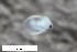  (Ceriodaphnia laticaudata - ZFMK-TIS-2595104)  @11 [ ] CreativeCommons  Attribution Share-Alike (by-sa) 4 (2017) Unspecified Zoologisches Forschungsmuseum Alexander Koenig