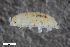  ( - ZFMK-TIS-2611821)  @11 [ ] CreativeCommons  Attribution Share-Alike (by-sa) 102 (2018) Unspecified Zoologisches Forschungsmuseum Alexander Koenig