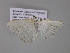  ( - BC ZSM Lep 03777)  @12 [ ] CreativeCommons - Attribution Non-Commercial Share-Alike (2010) Unspecified SNSB, Zoologische Staatssammlung Muenchen
