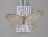  ( - BC ZSM Lep 03830)  @12 [ ] CreativeCommons - Attribution Non-Commercial Share-Alike (2010) Unspecified SNSB, Zoologische Staatssammlung Muenchen