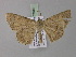  ( - BC ZSM Lep 03846)  @13 [ ] CreativeCommons - Attribution Non-Commercial Share-Alike (2010) Unspecified SNSB, Zoologische Staatssammlung Muenchen
