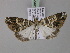  (Cargolia aranaAH02Ec - BC ZSM Lep 03851)  @14 [ ] CreativeCommons - Attribution Non-Commercial Share-Alike (2010) Unspecified SNSB, Zoologische Staatssammlung Muenchen