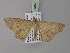  ( - BC ZSM Lep 03852)  @13 [ ] CreativeCommons - Attribution Non-Commercial Share-Alike (2010) Unspecified SNSB, Zoologische Staatssammlung Muenchen