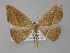  (Patalene AH01Ec - BC ZSM Lep 03889)  @14 [ ] CreativeCommons - Attribution Non-Commercial Share-Alike (2010) Unspecified SNSB, Zoologische Staatssammlung Muenchen