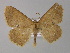  ( - BC ZSM Lep 03910)  @14 [ ] CreativeCommons - Attribution Non-Commercial Share-Alike (2010) Unspecified SNSB, Zoologische Staatssammlung Muenchen