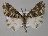  (Cargolia pruna - BC ZSM Lep 03911)  @13 [ ] CreativeCommons - Attribution Non-Commercial Share-Alike (2010) Unspecified SNSB, Zoologische Staatssammlung Muenchen