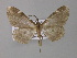  ( - BC ZSM Lep 03912)  @13 [ ] CreativeCommons - Attribution Non-Commercial Share-Alike (2010) Unspecified SNSB, Zoologische Staatssammlung Muenchen